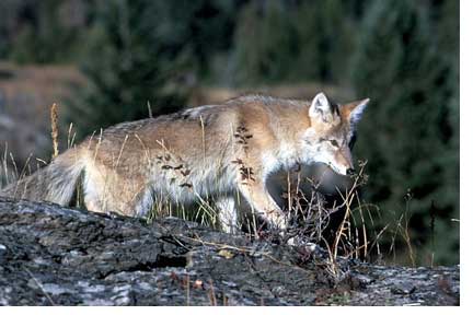 coyote