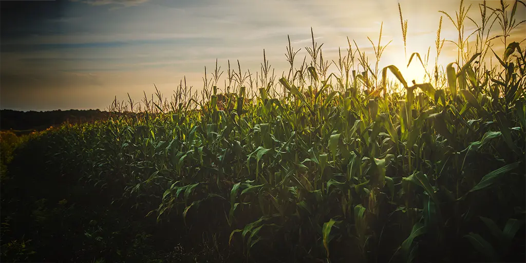 https://www.pexels.com/photo/corn-field-1382102/