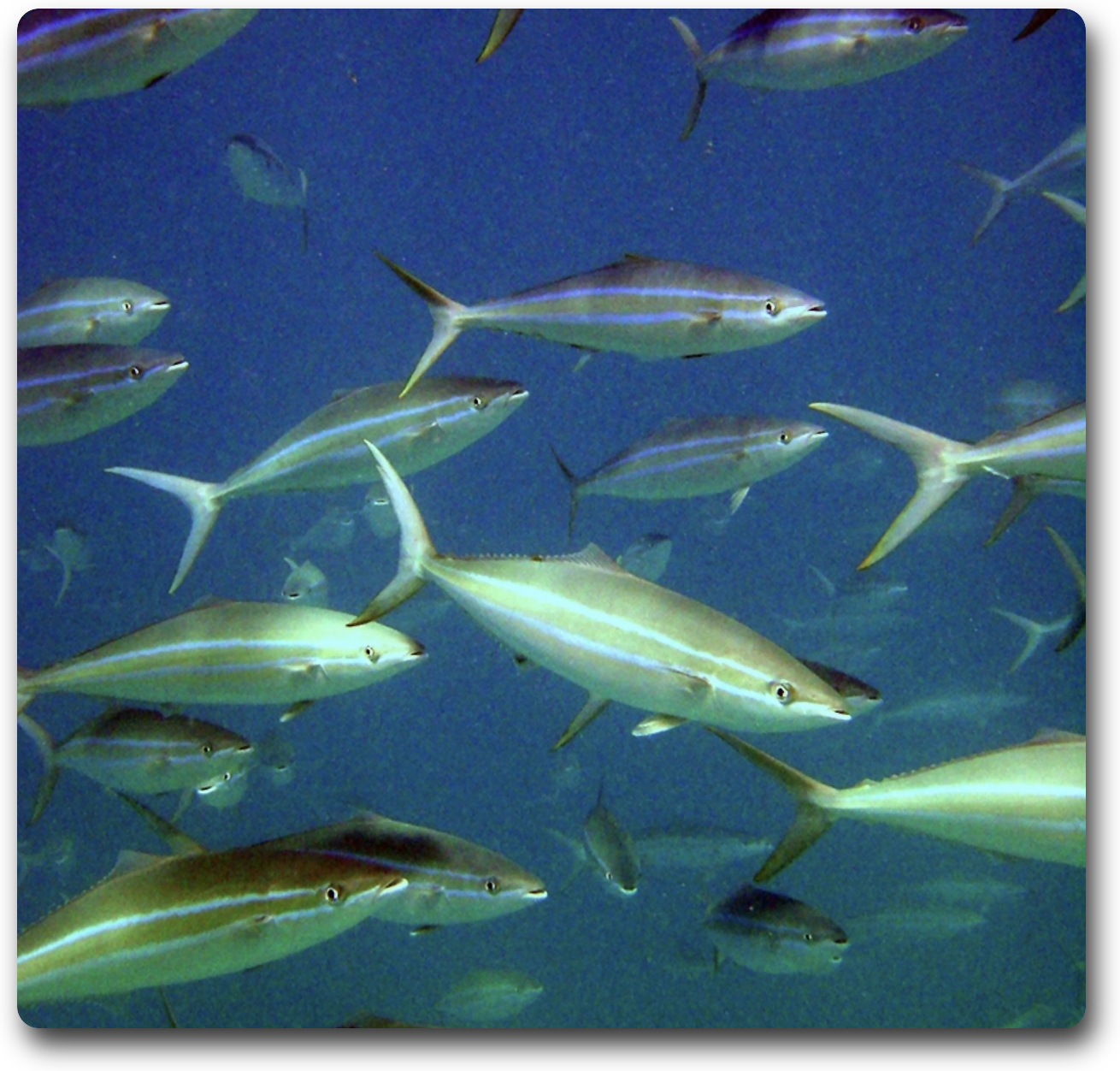rainbow runner fish – Watts Up With That?