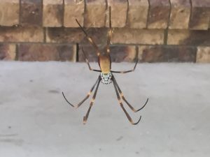 Giant tropical spider
