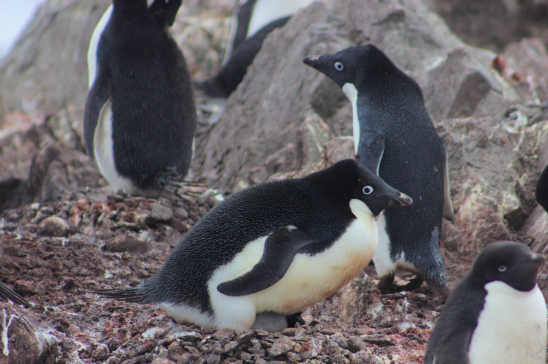 Adelie penguin at eggs. Bellingshausen Station, Antarctic. Author Akulovz, source Wikimedia