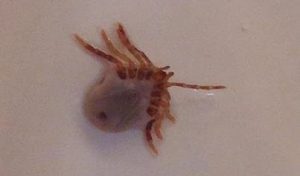 Memento of last time I did some bush garden work without drenching myself in bug repellent - Ixodes Holocyclus - Australia's Paralysis Tick