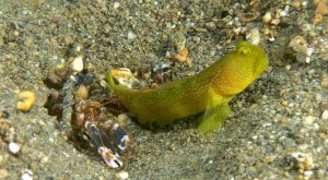 Alpheus bellulus (Snapping shrimp) with partner Cryptocentrus cinctus (Yellow shrimp goby). A symbiotic relationship where the blind shrimp digs the protective burrow and the keen eyed goby serves as lookout.