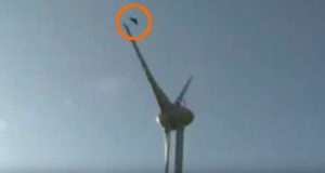 Bird vs Turbine