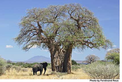 baobab_and_elephant