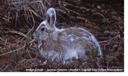 mottled_rabbit