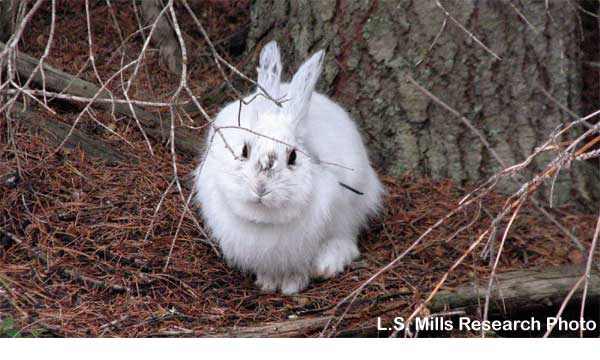 white_rabbit_on_brown
