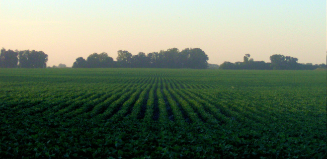 Argentinian Soya Field.