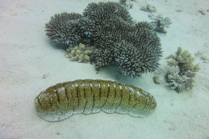 Holothuria_fuscopunctata