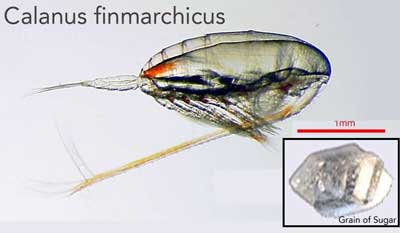 calanus_f_400