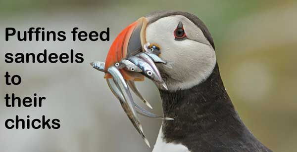 puffin_with_sandeels_600