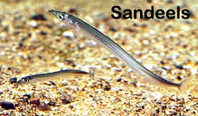 sandeels