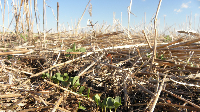 Cover crop in South Dakota