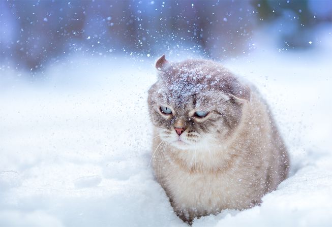 https://wattsupwiththat.com/wp-content/uploads/2019/01/grumpy-snowcatt.jpg