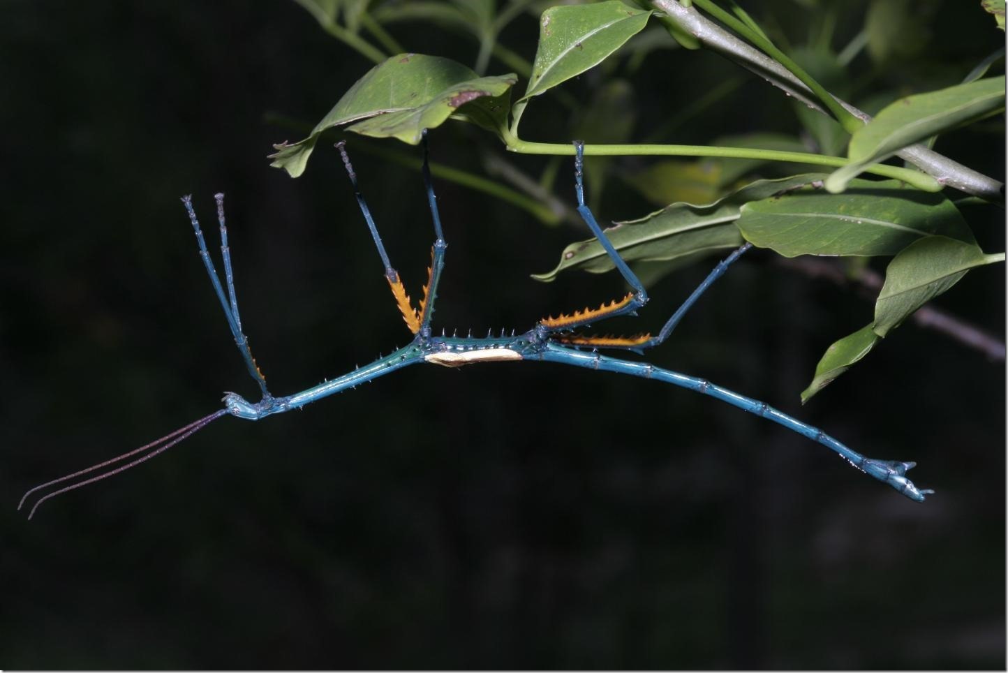 Achrioptera manga, one of two new Madagascan species discovered by Drs Glaw, Bradler and colleagues. Manga means 'blue' in the Madagasy language.  Credit: Dr. Frank Glaw