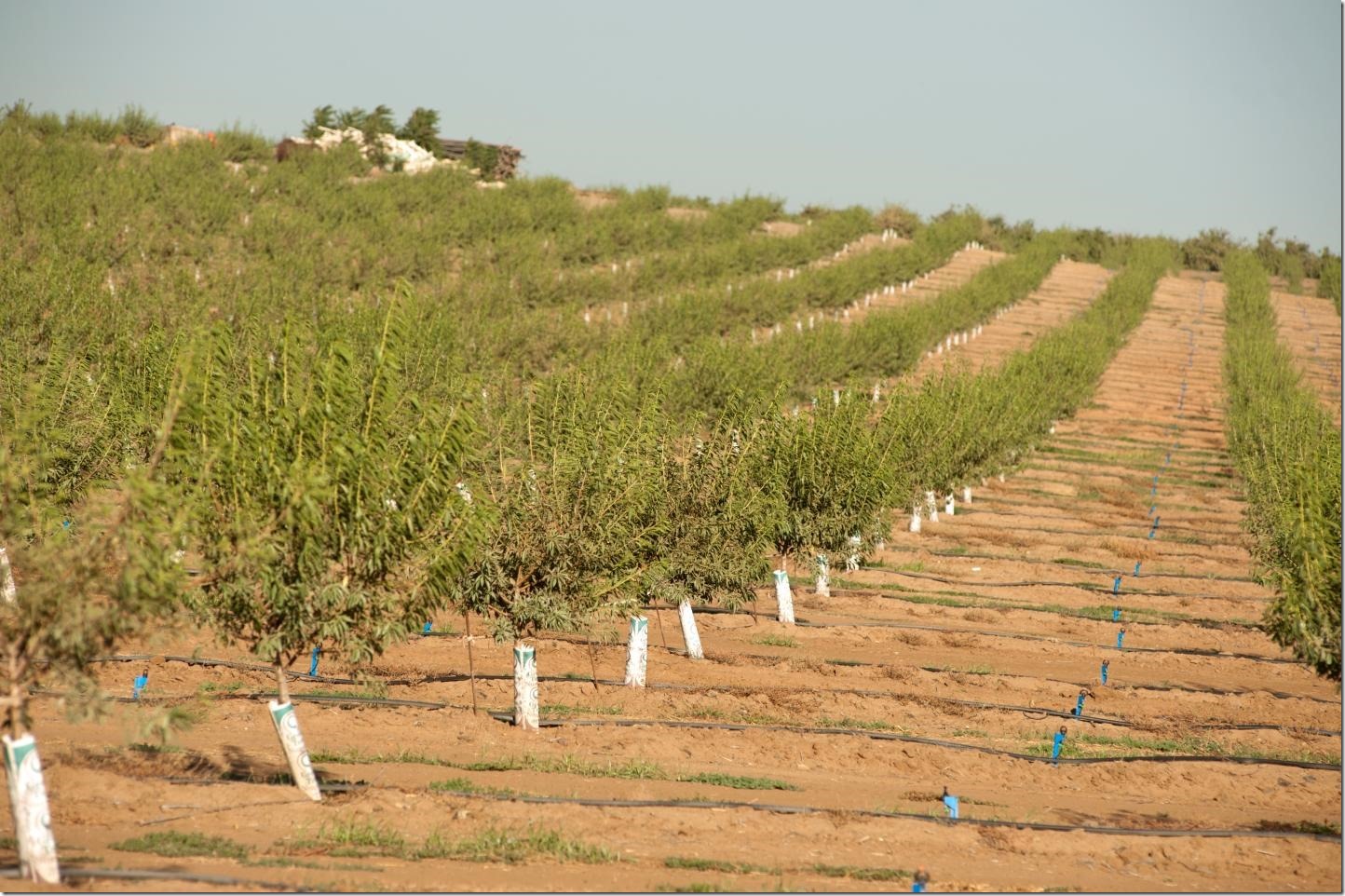 An orchard of young trees withstands drought in California's Central Valley in 2014. The ability to predict heat waves in the Central Valley could help better prepare and protect crops and people from the impacts. Credit UC Davis