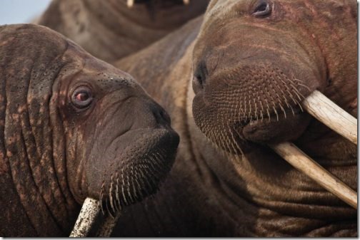 walruses2-1024x683_usgs