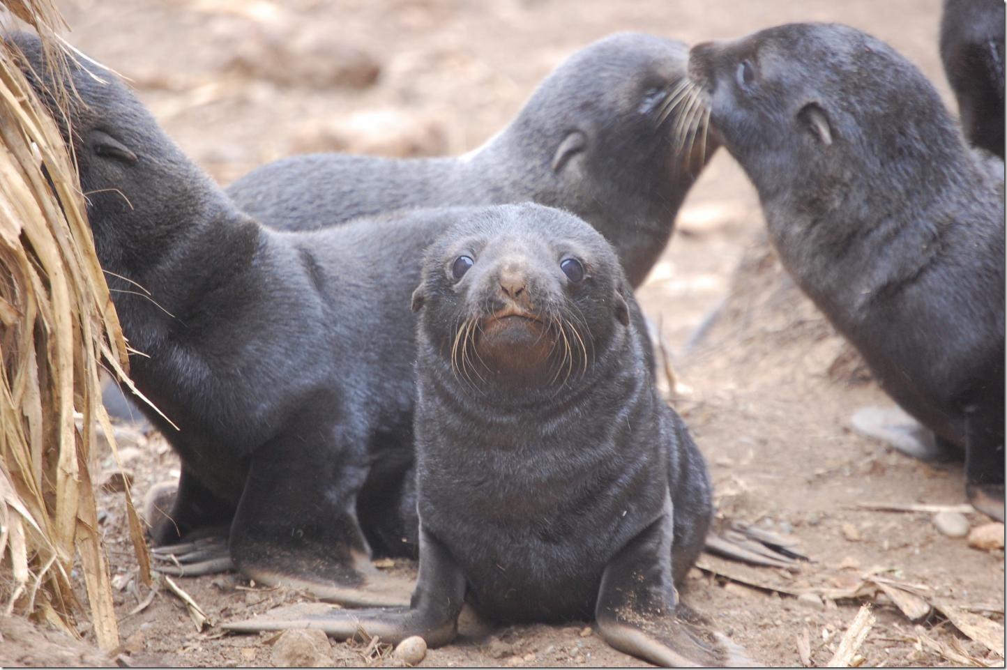 IMAGE: On Chile's Guafo Island, all South American fur seal pups show some degree of hookworm infection. Credit: Dr. Mauricio Seguel, University of Georgia