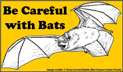 featured_image_bats