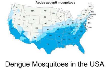 featured_image_dengue