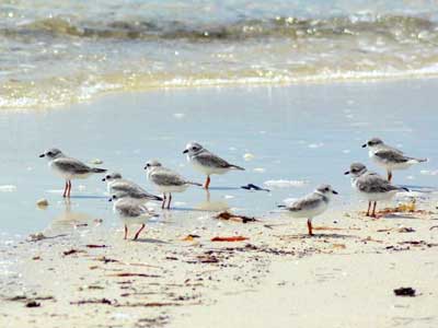 group_of_pipers