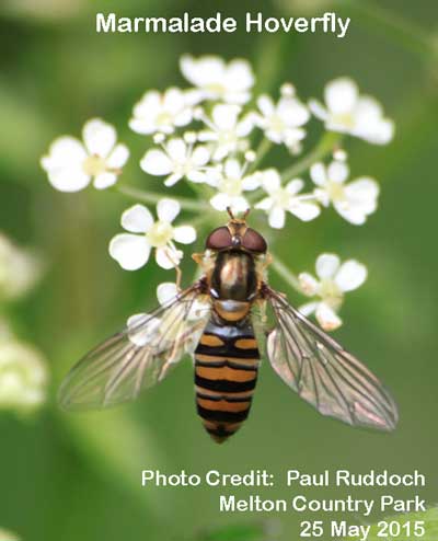 hoverfly