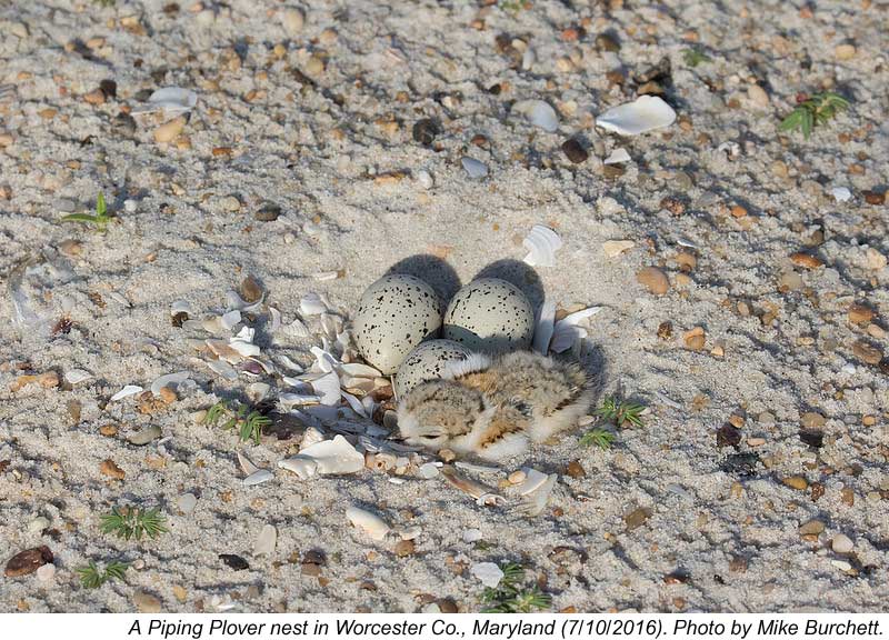 piper_nest_800