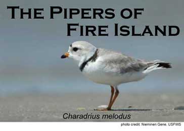 piping_plovers