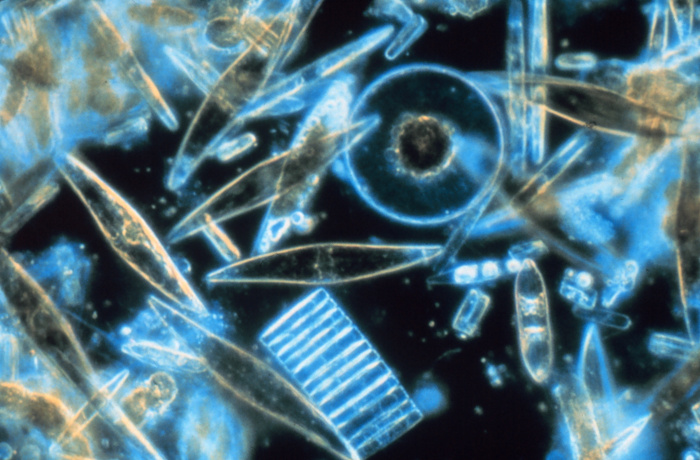 Diatom Algae