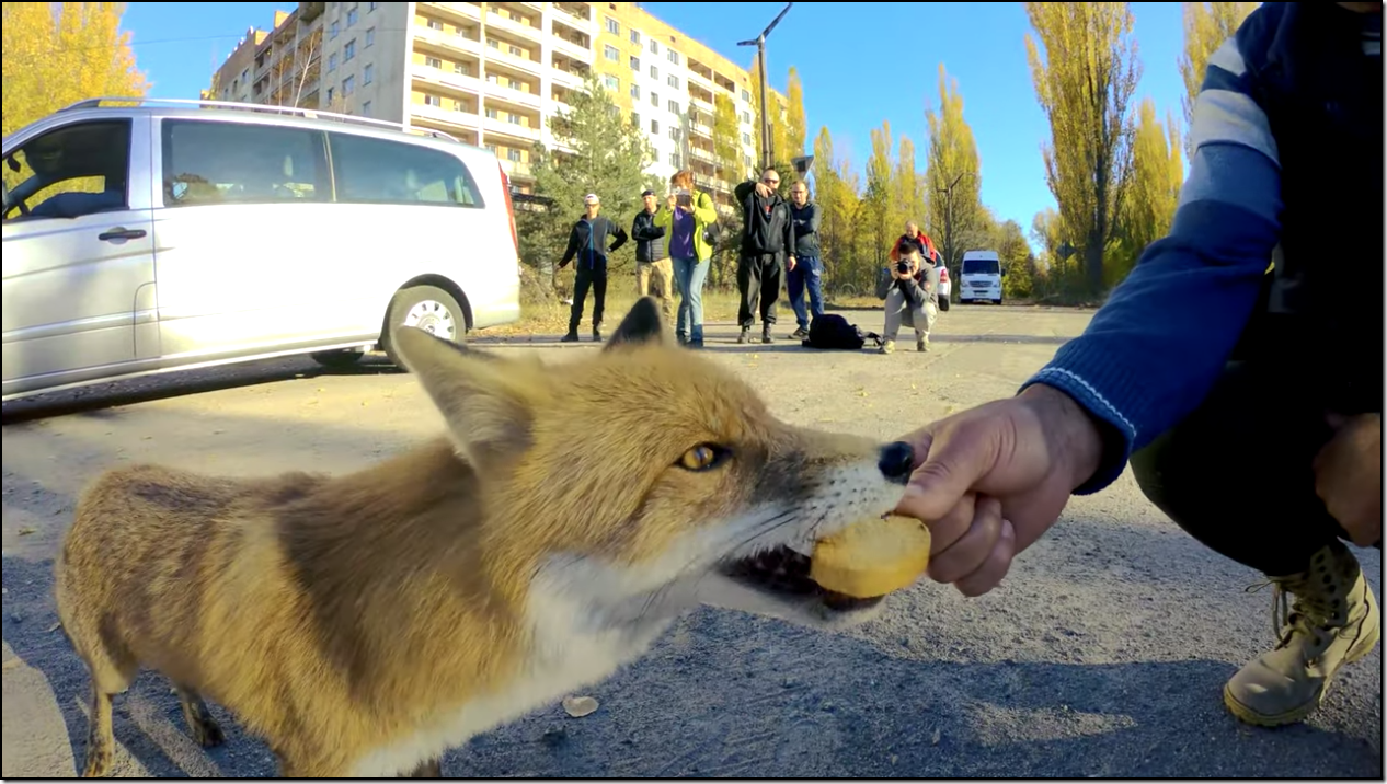 Since being abandoned by humans, the towns of Chernobyl have become host to wildlife like this fox. (YouTube/ Chernobyl Zone – Radioactive Team)