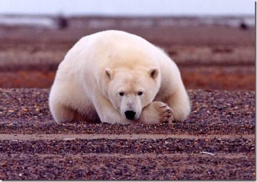 polar_bear_resting_but_alert_original-usfws