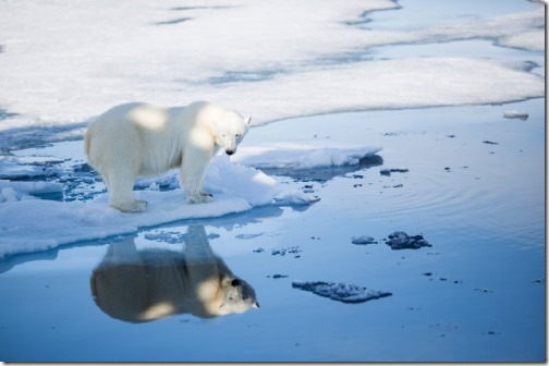 svalbard-polar-bear-fall-2015_aars svalbard-polar-bear-fall-2015_aars