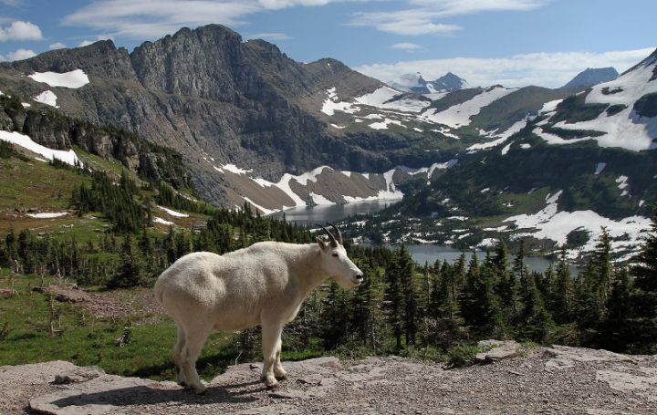 Mountain Goat at Hidden Lake near Logan Pass in Glacier National Park