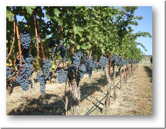 Yakima Valley Cabernet Sauvignon (Tom Davis)