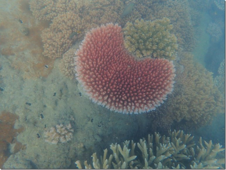 Acropora photographed by Jennifer Marohasy just beyond where Tara Clark and colleagues ran their transects. This reef, around the headland from Beige Reef, will feature in my second short documentary.