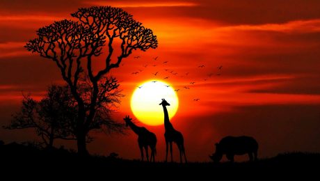 pexels, Africa, giraffe, rhinoceros, sunset, sunrise, no restrictions