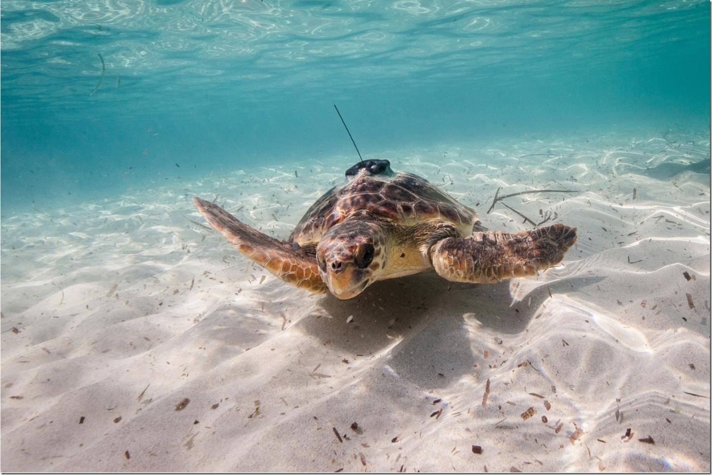 218186_web Sea turtle equipped with an animal-borne sensor. Credit: Miquel Gomila/SOCIB