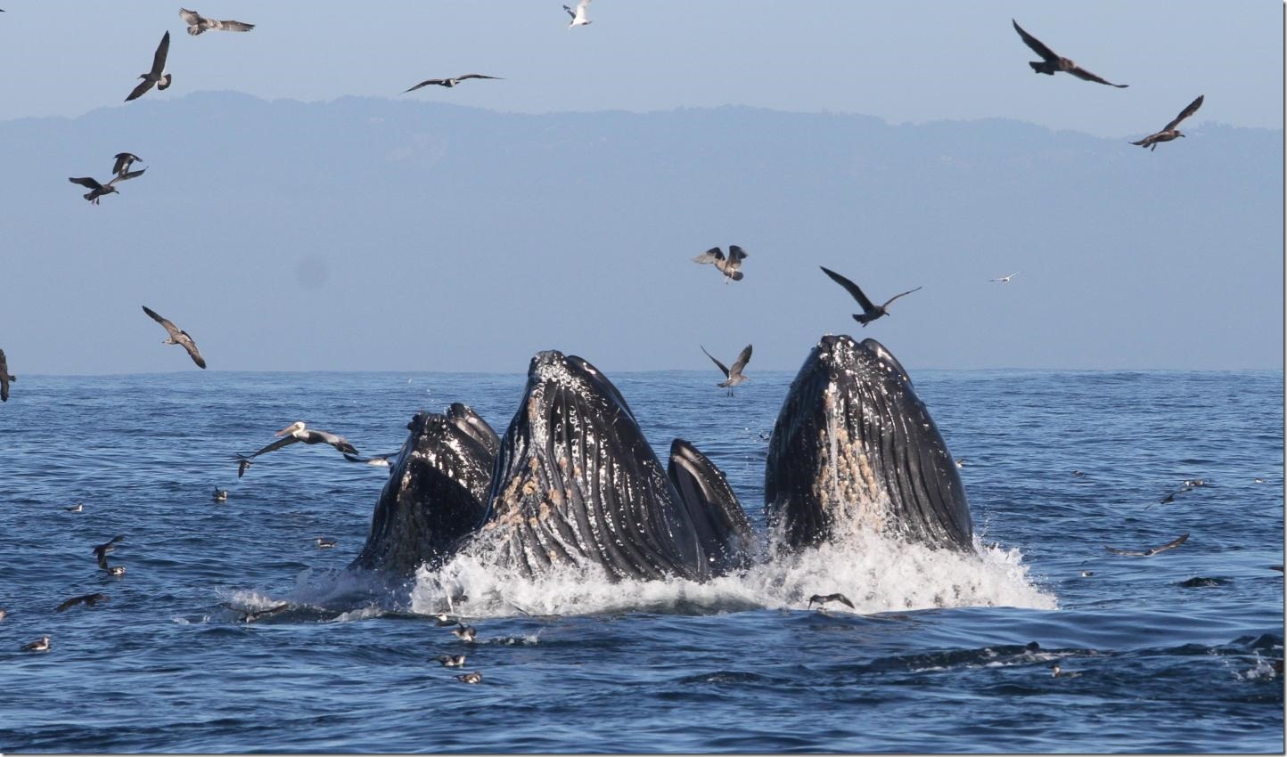 222554_web Humpback whales feed on anchovy off the Coast of California. New research shows that warm ocean temperatures pushed whales into the same water as crab fishermen, and whale entanglements increased. Credit: John Calambokidis/Cascadia Research Collective