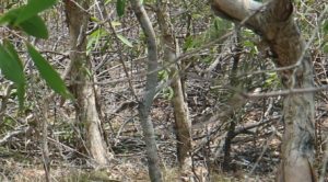 Aussie bush fuel load