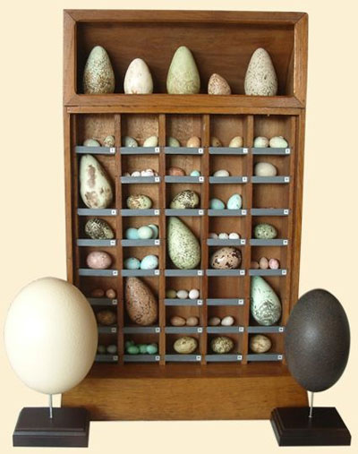 egg_collection