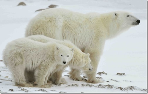mother-with-cubs-russia_shutterstock_71694292_web-size-e1582489285608
