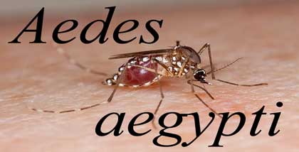 featured_imae_mosquitoes