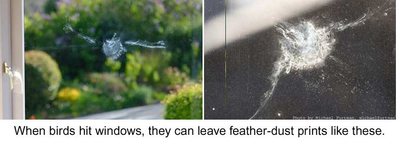 bird-prints