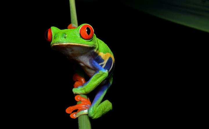 Hylidae: Agalychnis callidryas