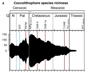 cocco historic abundance monteiro.PNG