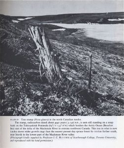 tree-stump-climate.jpg