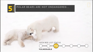 polar bear not endangered.png