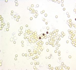 2008 Uptake & Fate Blood Cells.jpg