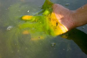Algae Bloom