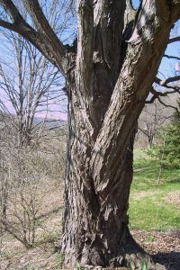 SugarMaple trunk.JPG